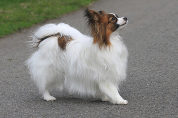 pappilon dog in the park