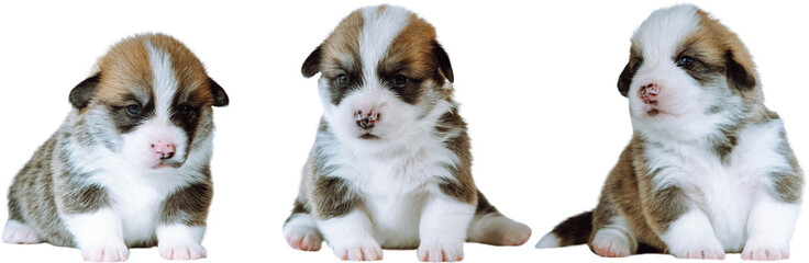 Portrait of group of three brown white two-month-old puppies of dog welsh pembroke corgi sitting on white background, posing. Pet love, pet care, breeding, veterinary clinic, advertisement. Isolated.