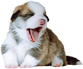 Portrait of lovable exhausted tired brown white two-month-old puppy of dog welsh pembroke corgi sitting on white background, yawning, opening mouth with closed eyes. Pet love, dog breeding. Isolated.