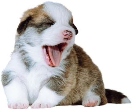 Portrait of lovable exhausted tired brown white two-month-old puppy of dog welsh pembroke corgi sitting on white background, yawning, opening mouth with closed eyes. Pet love, dog breeding. Isolated.