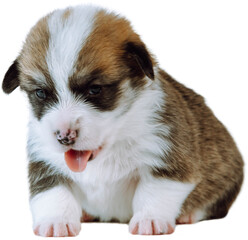 Portrait of adorable brown white two-month-old puppy of dog welsh pembroke corgi sitting on white background showing tongue, opening mouth. Pet love, pet care, domestic animal, dog breeding. Isolated.