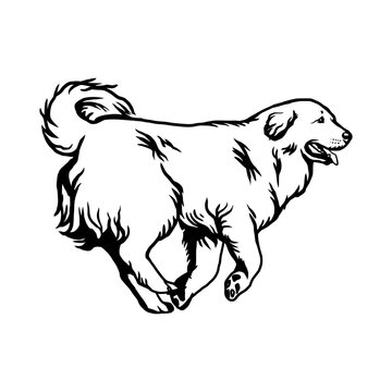 Great Pyrenees - Dog Breed, Funny dog Vector File, detailed vector