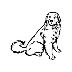 Great Pyrenees - Dog Breed, Funny dog Vector File, detailed vector
