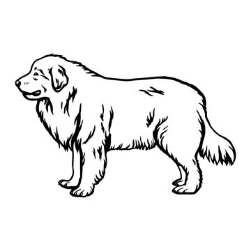 Great Pyrenees - Dog Breed, Funny dog Vector File, detailed vector