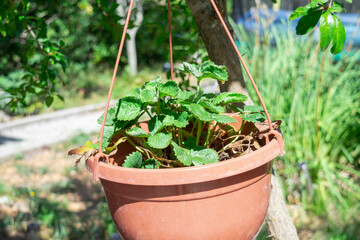 Strawberry in a flower pot