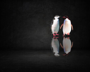 Reflection of two penguins