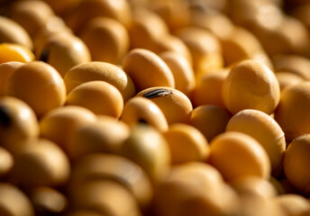 close up of just harvested soybeans