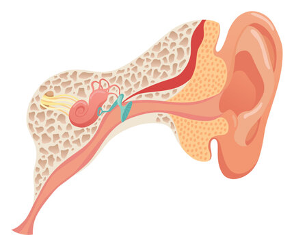 Human ear anatomy, structure anatomical diagram. Outer, middle and inner ear section concept. Eardrum, cochlea, eustachian tube and vestibular apparatus. Flat vector illustration for education