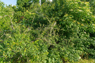 Fototapeta premium Many Caterpillars on Plum Tree, Insect Control Concept, Caterpillar on Plant, Pest in Web, Butterfly Worms