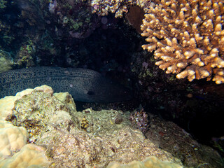 Black moray eel in a coral reef in the Red Sea