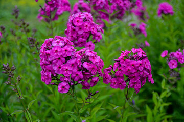 Garden purple phlox (Phlox paniculata), vivid summer flowers