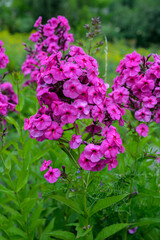 Garden purple phlox (Phlox paniculata), vivid summer flowers