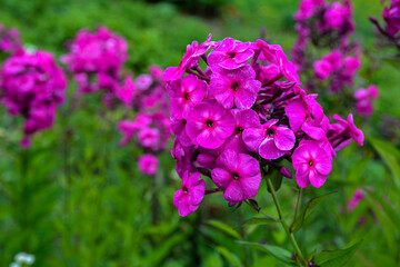 Garden purple phlox (Phlox paniculata), vivid summer flowers