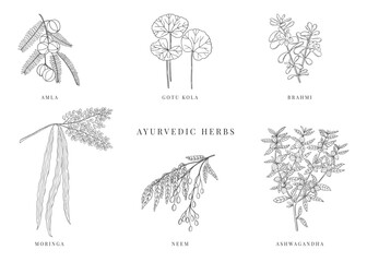 Ayurvedic plants hand drawn vector set