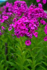 Garden purple phlox (Phlox paniculata), vivid summer flowers