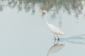 Great egret (Ardea alba) fishing in flight in a marsh.