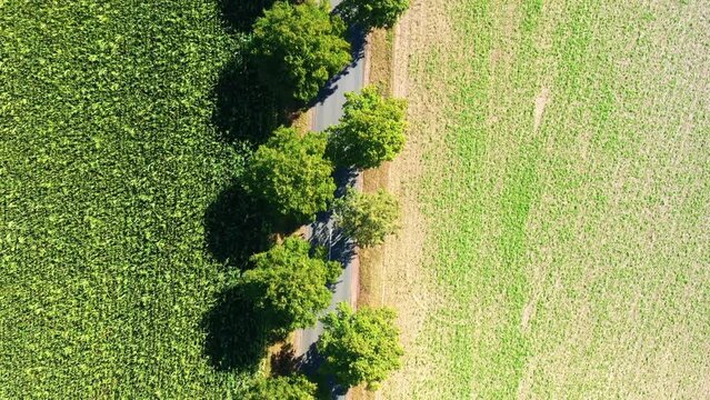 Aerial view of perpendicular view of country road with avenue with green trees between fields with young plants