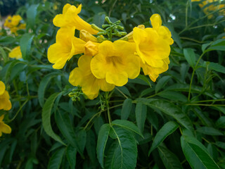 Colorful flowers on the grounds of the Egyptian Hotel