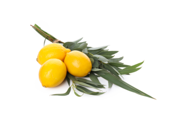 PNG, lemon with tree leaves, isolated on white background.