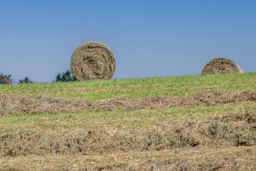 Hay bales in a field, in the foreground there is loosened hay. Concept: agriculture or supply