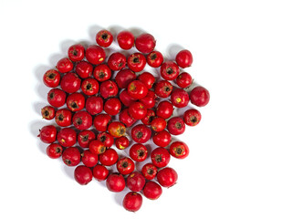 Früchte vom Weißdorn vor weißem Hintergrund