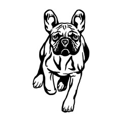 French Bulldog - Dog Breed, Funny dog Vector File, detailed vector