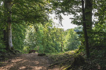 sentier à la lisière de la forêt