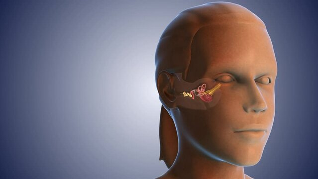 Ear wax infection medical concept