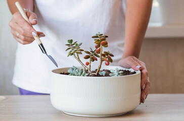 A woman transplants and sprays plants in flower pots. Housewife, takes care of houseplants at home, sprays succulents and cacti. Homemade flowers.