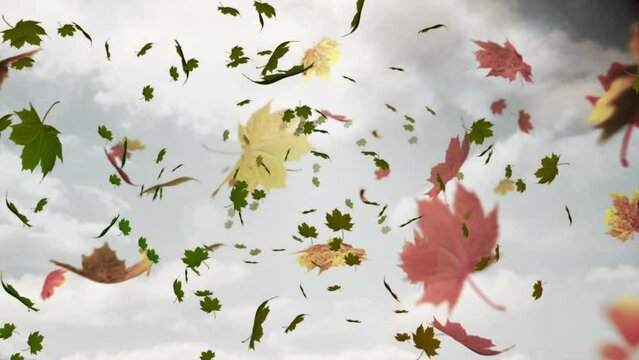 Animation of autumn leaves floating against clouds in the grey sky