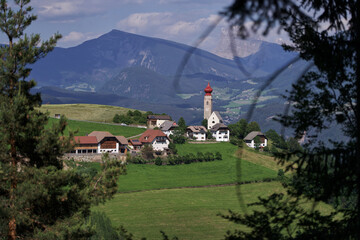 cows in the mountains