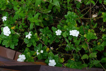A bouquet of white flowers is blooming beautifully.