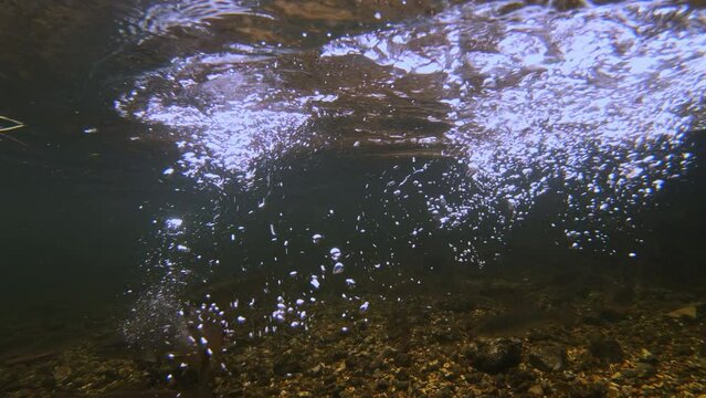 Underwater slow motion shot of trout rising to take bait in river