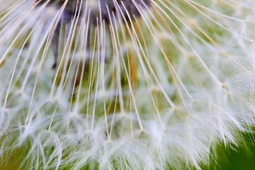 Pusteblume auf einer Wiese