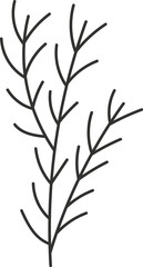 Fir Tree Branch