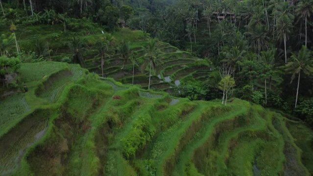 Dolly Shot from a Drone of Ceking and Tegalalang Rice Terrace Ending Over Tropical Trees in Bali, Indonesia.