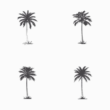 set of palm trees isolated on white background