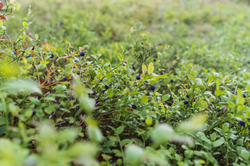 closeup of bilberry bush. ripe berries grow wild in forest