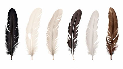 set collection of feathers isolated on a background for design and overlay