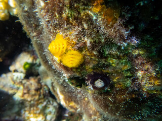 Fan worms in the coral reef of the Red Sea