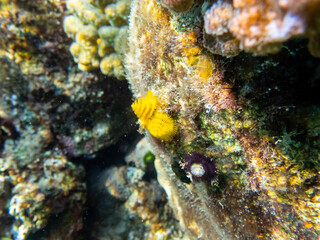 Fan worms in the coral reef of the Red Sea