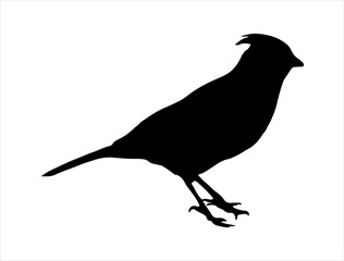 Woodpecker bird silhouette vector art white background