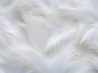 Fototapeta na wymiar Close up White feather background