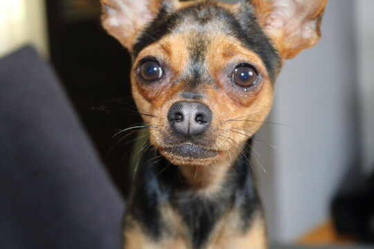 Dog, Pies, Pinscher