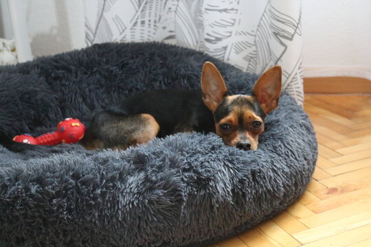 Dog, Pinscher, Pies