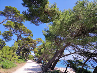 leaning pine trees by the Adriatic Sea in Rovinj, Croatia