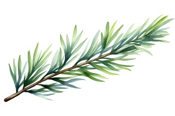 Watercolor rosemary branch isolated on white background. Hand drawn illustration