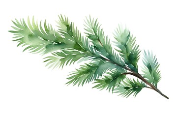 Watercolor Christmas tree branch isolated on white background. Hand drawn illustration.