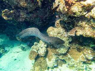 Black moray eel in a coral reef in the Red Sea