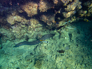 Black moray eel in a coral reef in the Red Sea